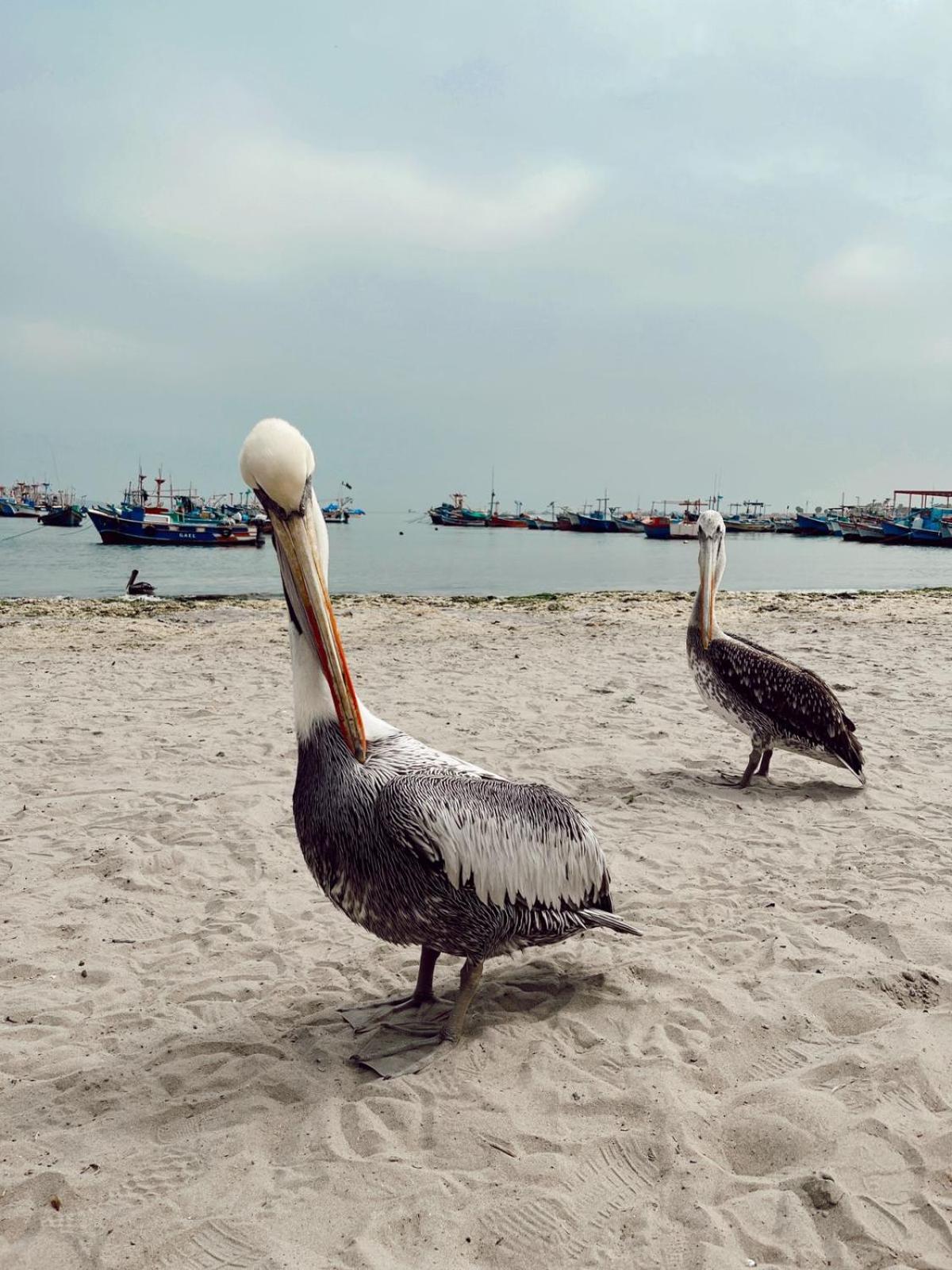 Makai - Nayarak Paracas Exteriér fotografie